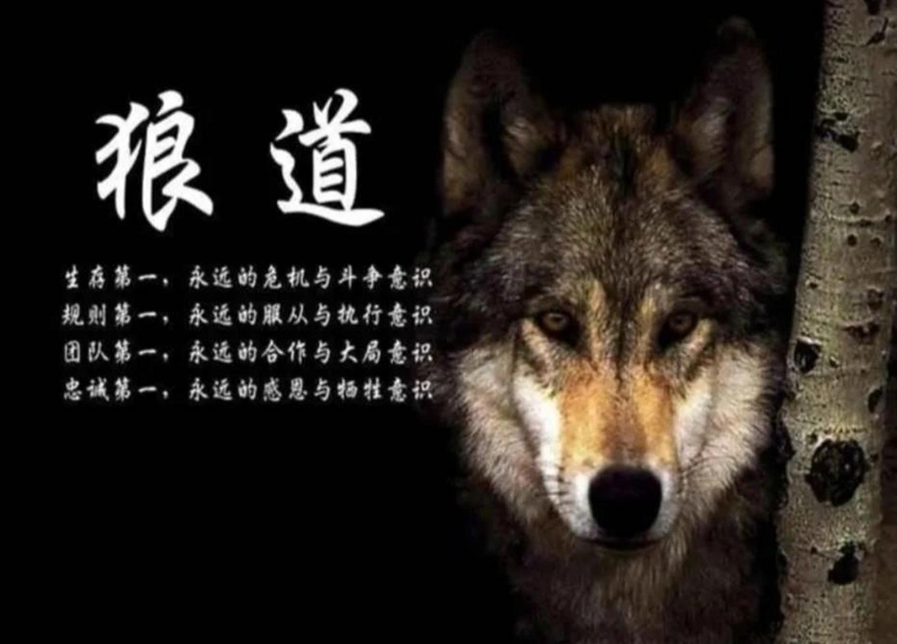 《狼道》中10句经典智慧语录 第一:不断地去适应环境,目的就是为了让
