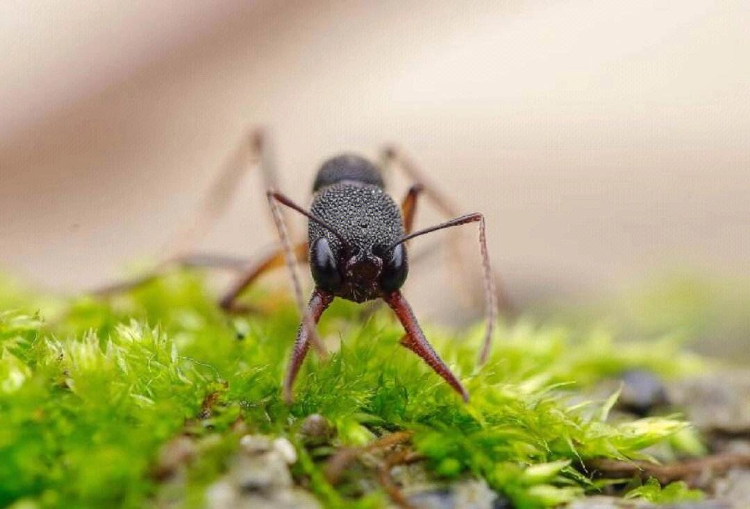 每天认识一种动物(101)猎镰猛蚁