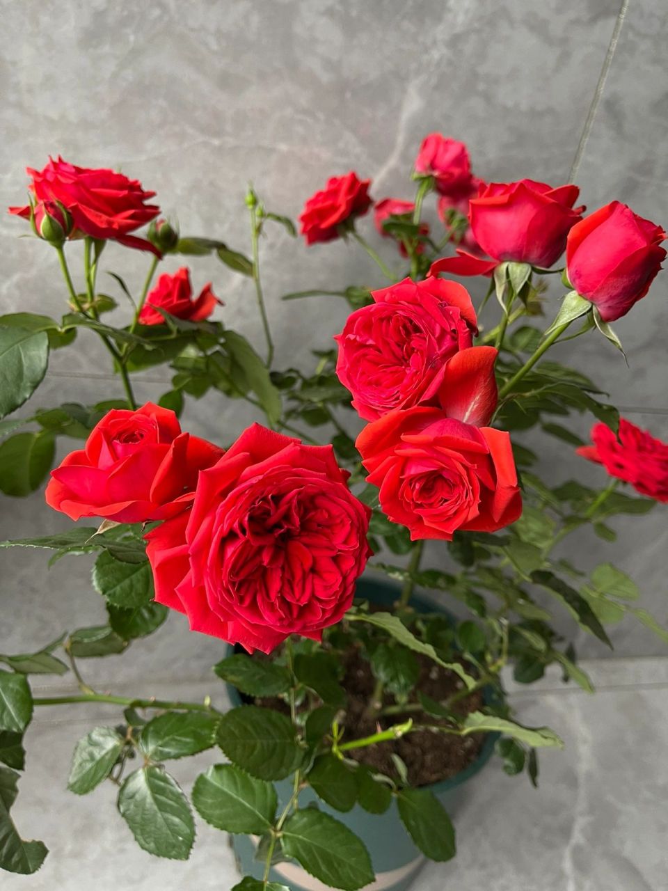 红苹果月季 红苹果多头,勤花,正宫红,花期十分长,这是插瓶一个星期的
