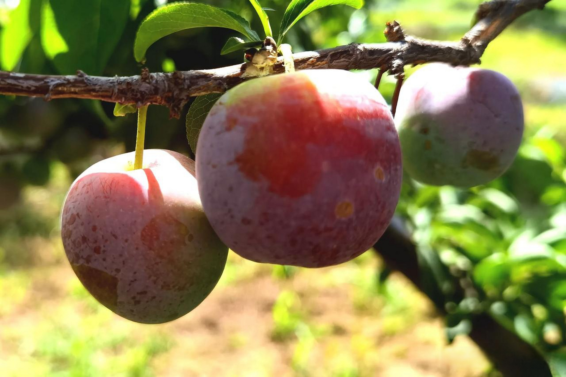 山西省临猗县吴王村,吴红英家庭庄园的凤凰李成熟,目前己开始接待水果