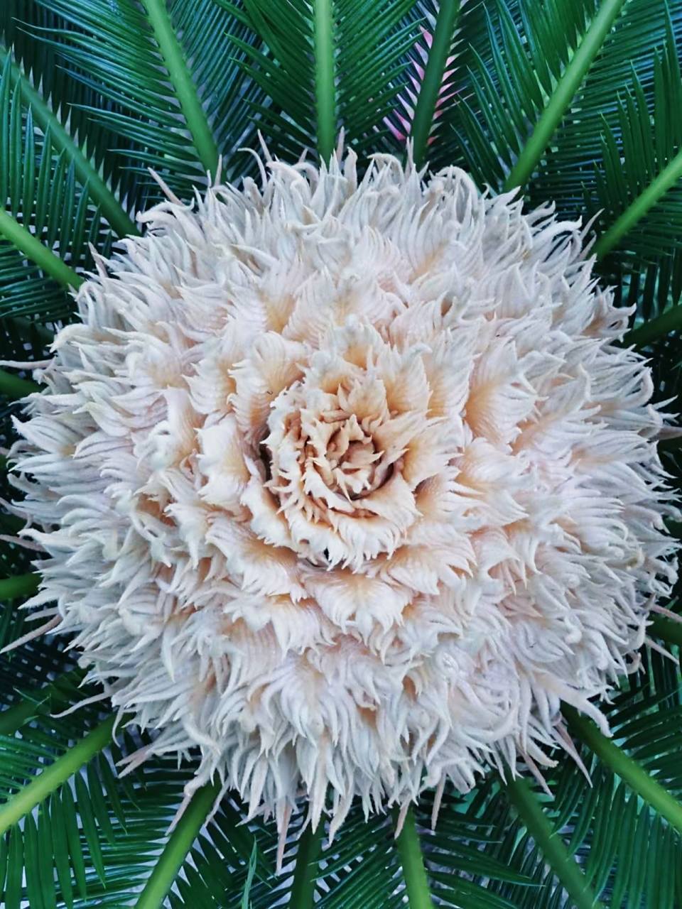 铁树开花,你见过吗? 老家的铁树,记忆中已经十几年了. 而今年两颗铁树