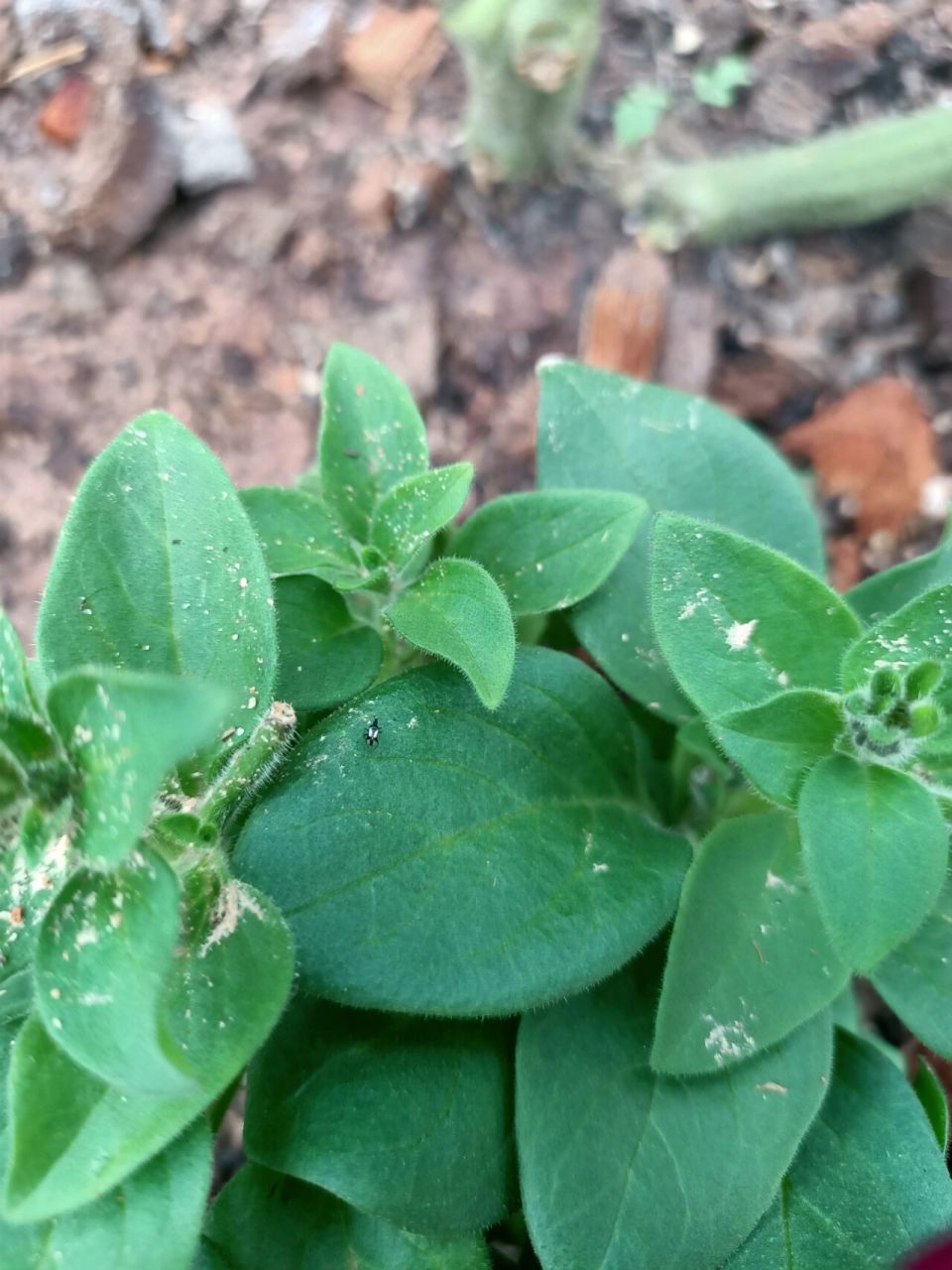 这是什么虫子,蓟马我已经见识过了 广东天台养番茄真的要面对很多虫害