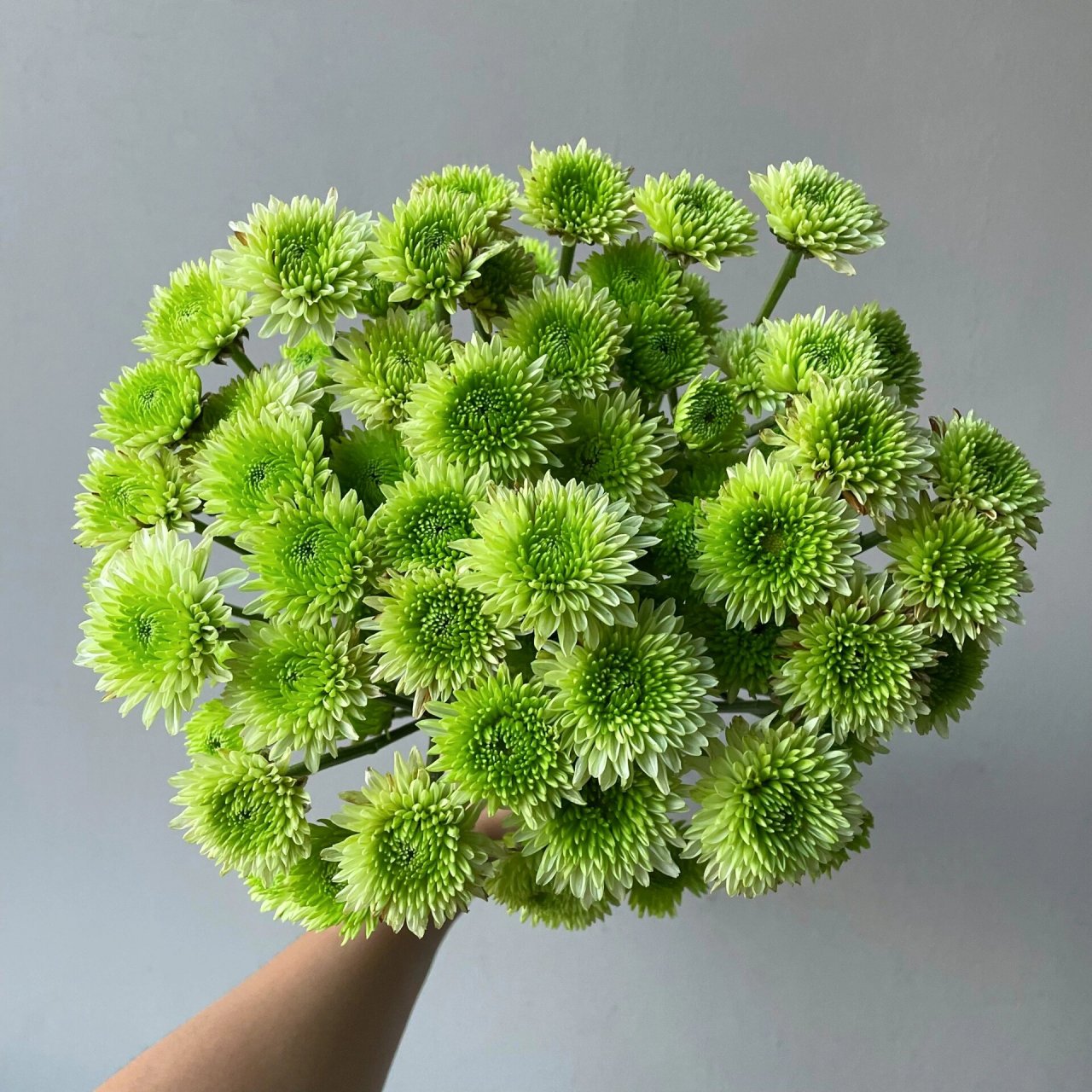 小雏菊92布鲁诺绿(荣昕花卉)              06