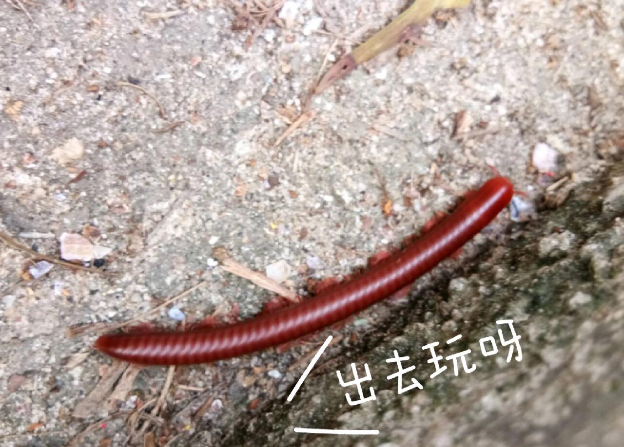 百脚虫怎么清除