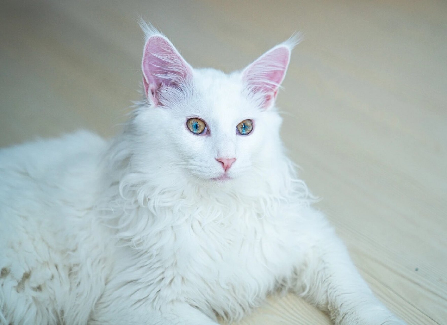 全网唯一 单眼异瞳缅因 异瞳可能见得很多 单眼异瞳想必少之又少 有