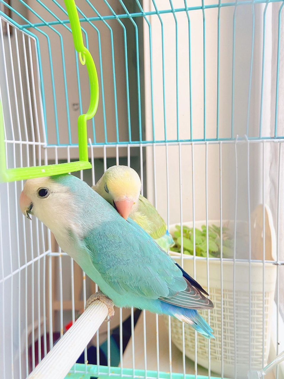 神仙色推荐高纯松石蓝银牡丹鹦鹉 麻豆是自家鸟爸和他的宝贝儿子鸟妈