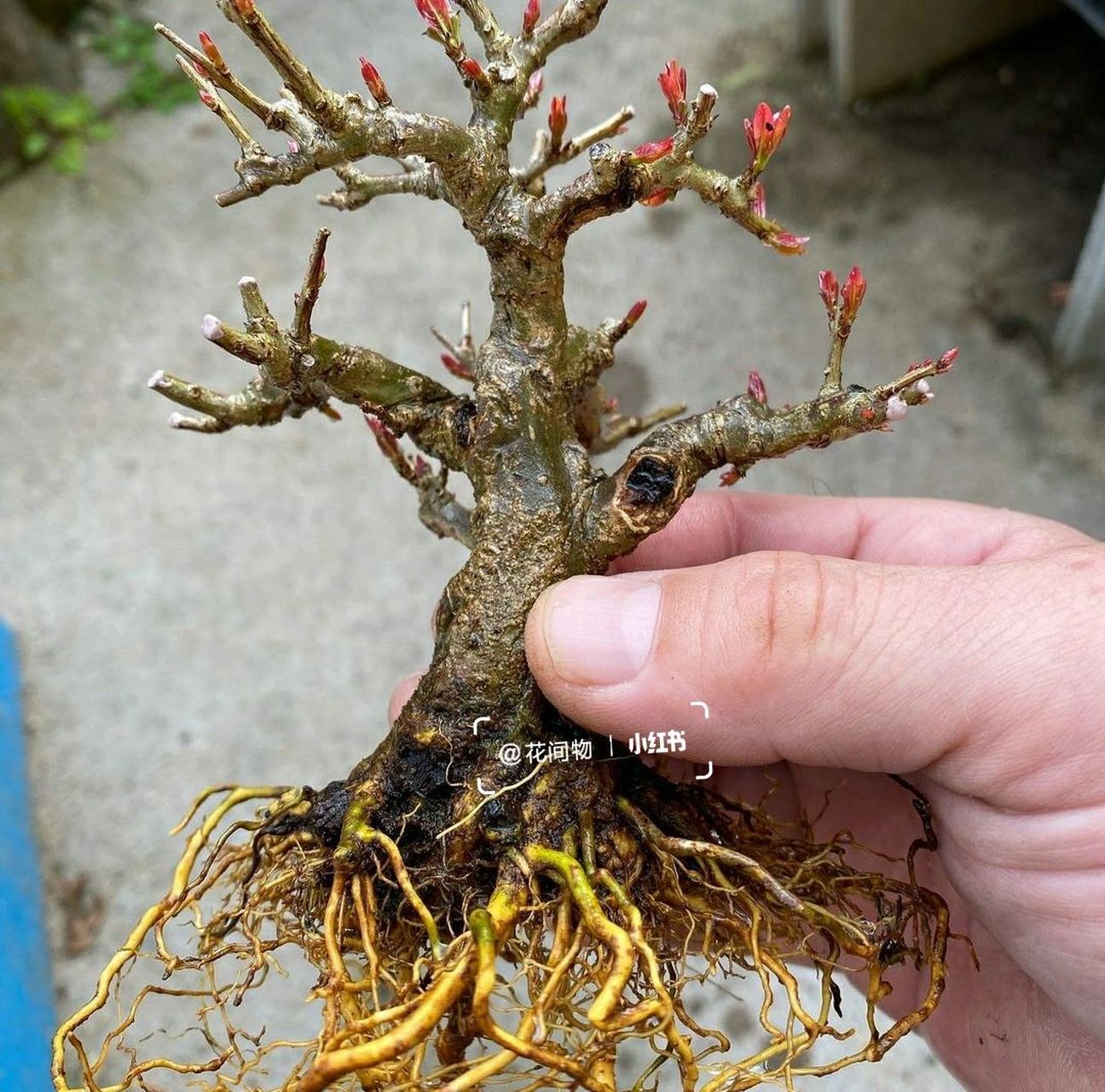 微型石榴盆景如何开胚修剪 当素材培养到一定的粗度之后,就要对其根部