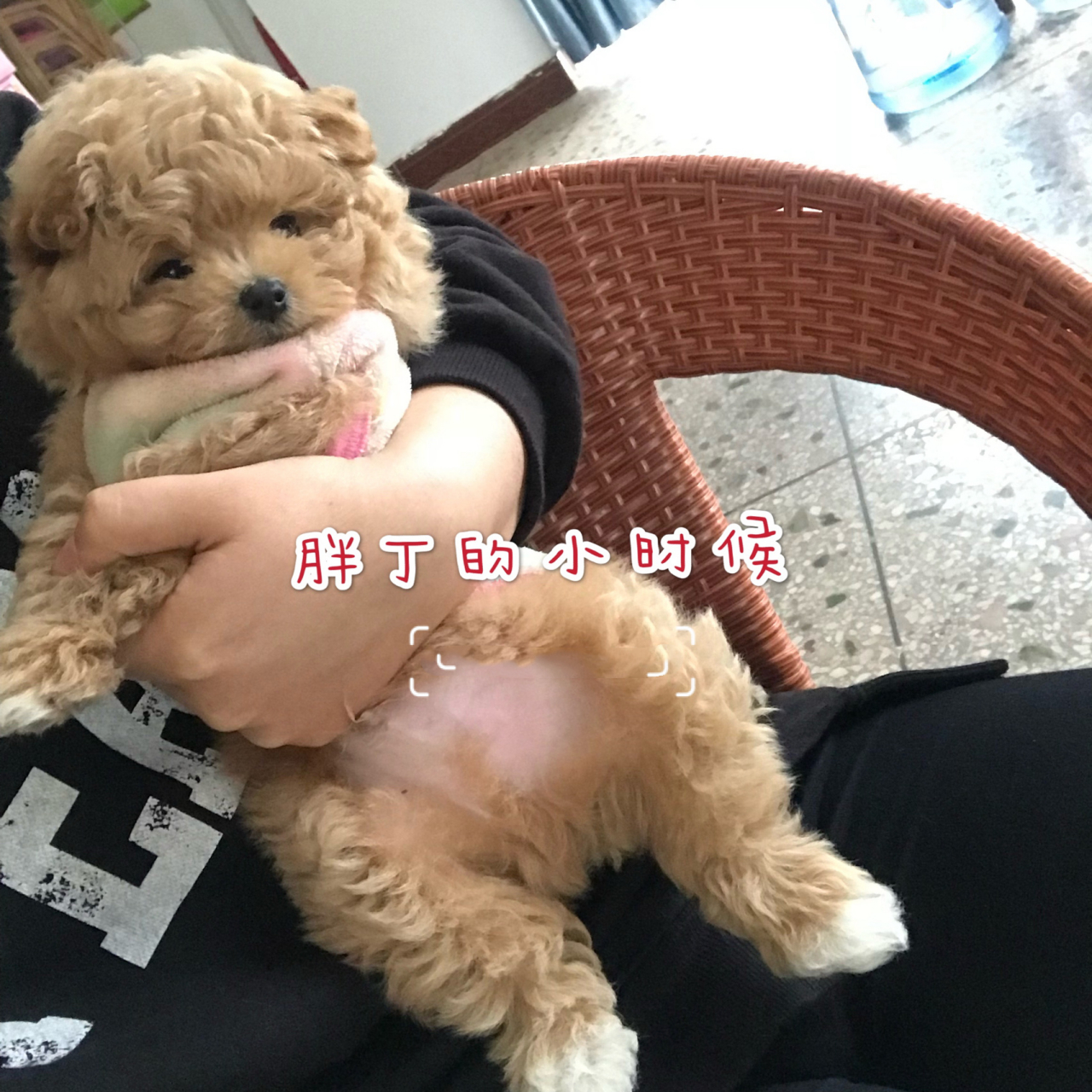 博美泰迪串串的小时候 就是一岁以前 胖丁是博美泰迪串串,粑粑是博美