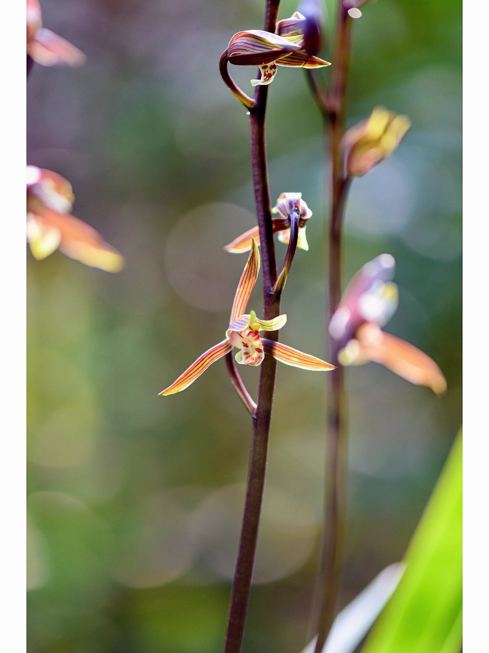 墨兰闻香首选小香 历经了去夏重庆的高温浩劫,小香依然花开依旧,香气