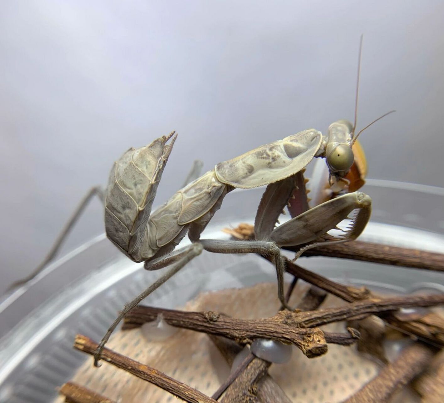 褐菱背螳 又名杂斑短背螳,短背斧螳