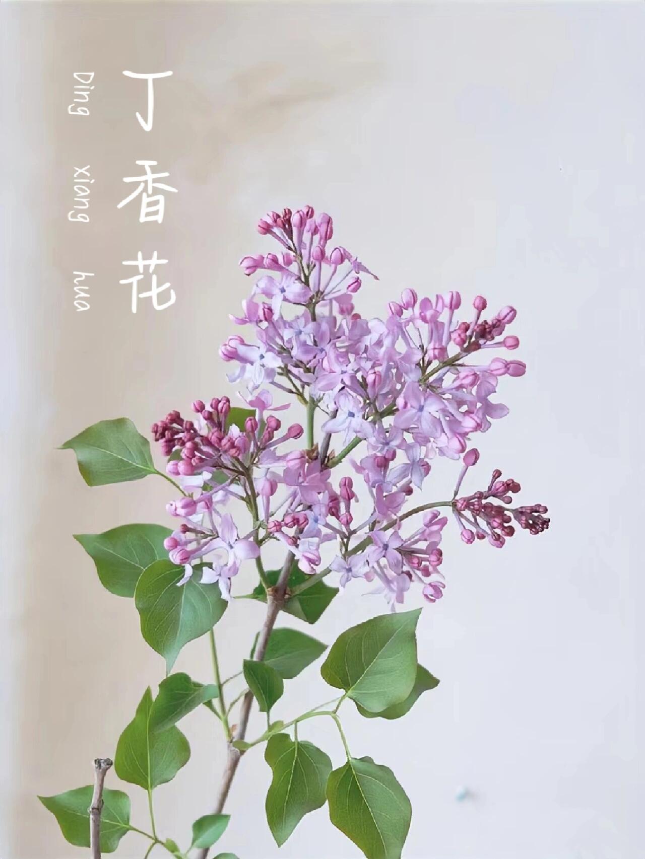每天认识一种花005|丁香花
