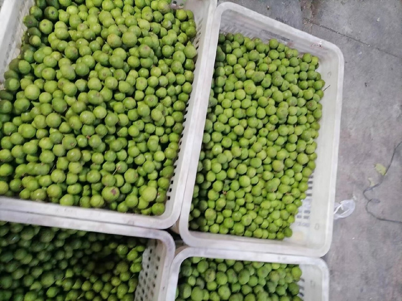 新鲜腌制银捻果  儿时味道 下饭开胃优零食 新鲜仁面果～早上摘晚上
