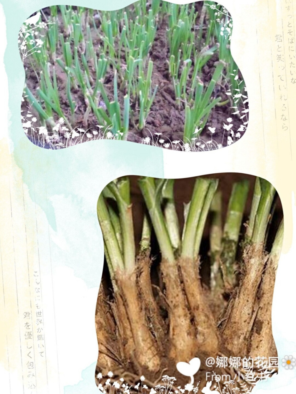 听闻最近花盆里种韭菜很火 韭菜绿绿油油的,吃起来爽口还开胃01 种