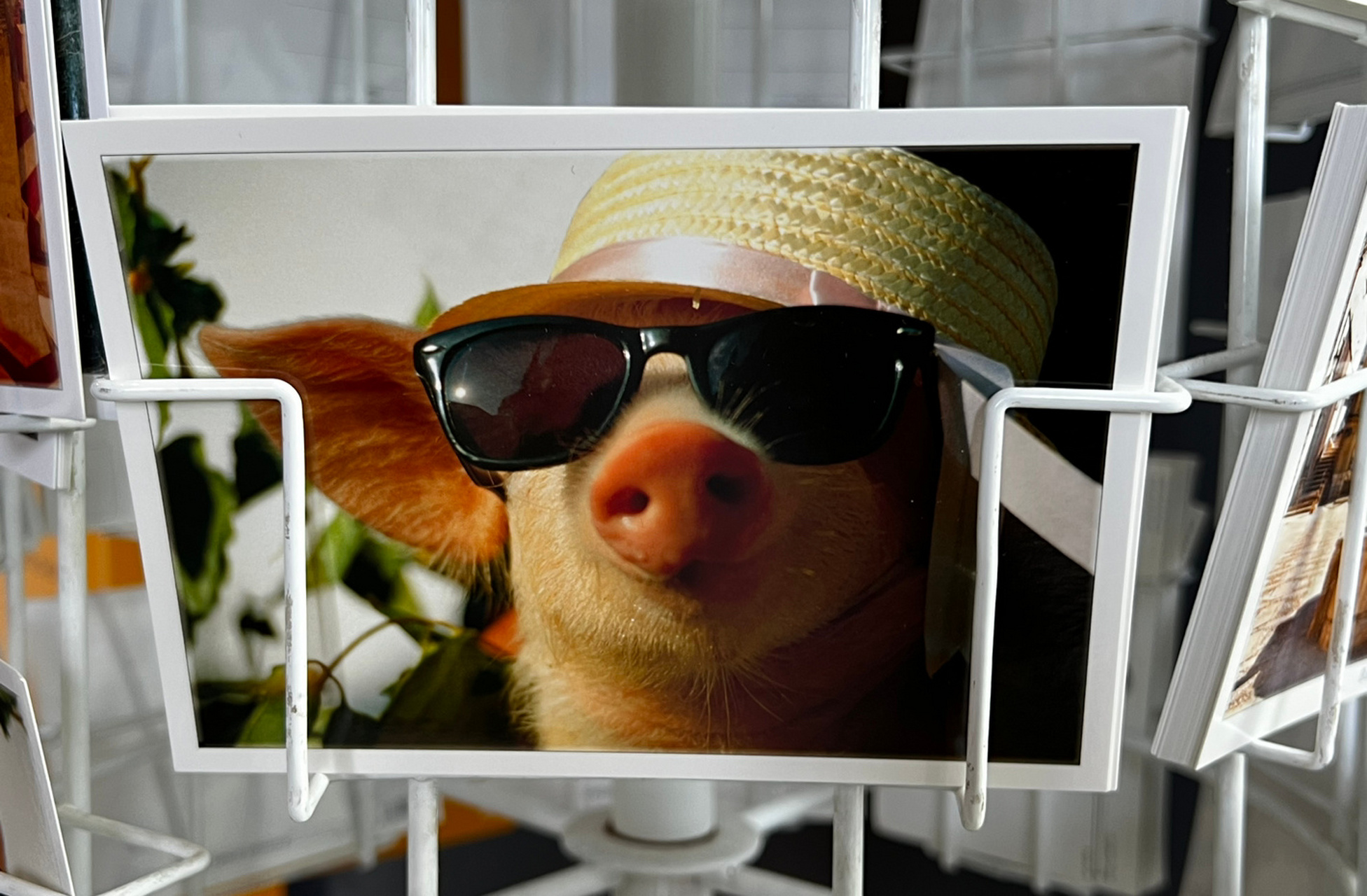 路边服务区竟然有用松天硕和宇文秋实照片做的明信片