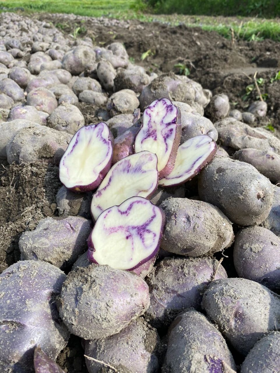 云南七彩土豆 花心土豆77乌心土豆 被称为"地底下的蓝莓",花青素