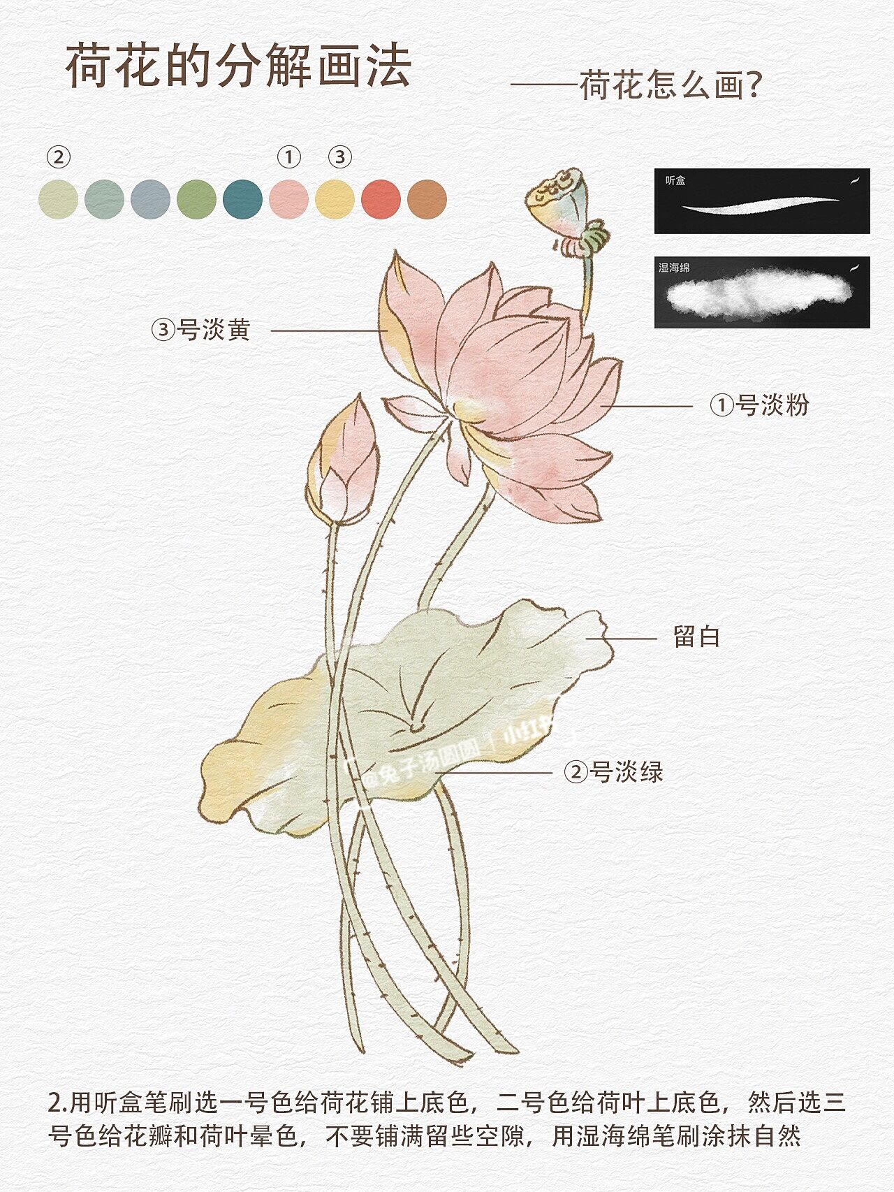 荷花分解结构图图片