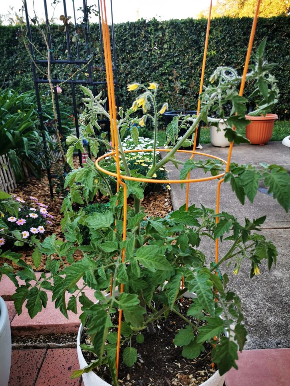 西红柿的架子搭好啦,坐等大丰收9898 bunnings这款西红柿架子不错