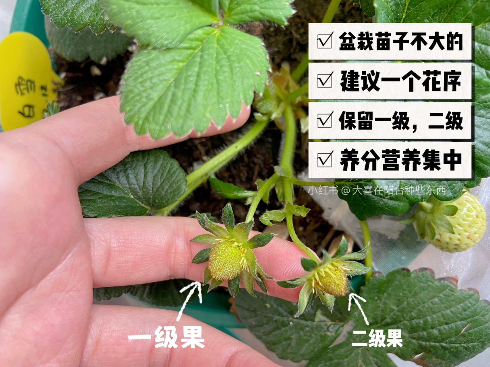 盆栽草莓种植,了解草莓花序,如何疏花疏果 今天来聊一下,草莓花序