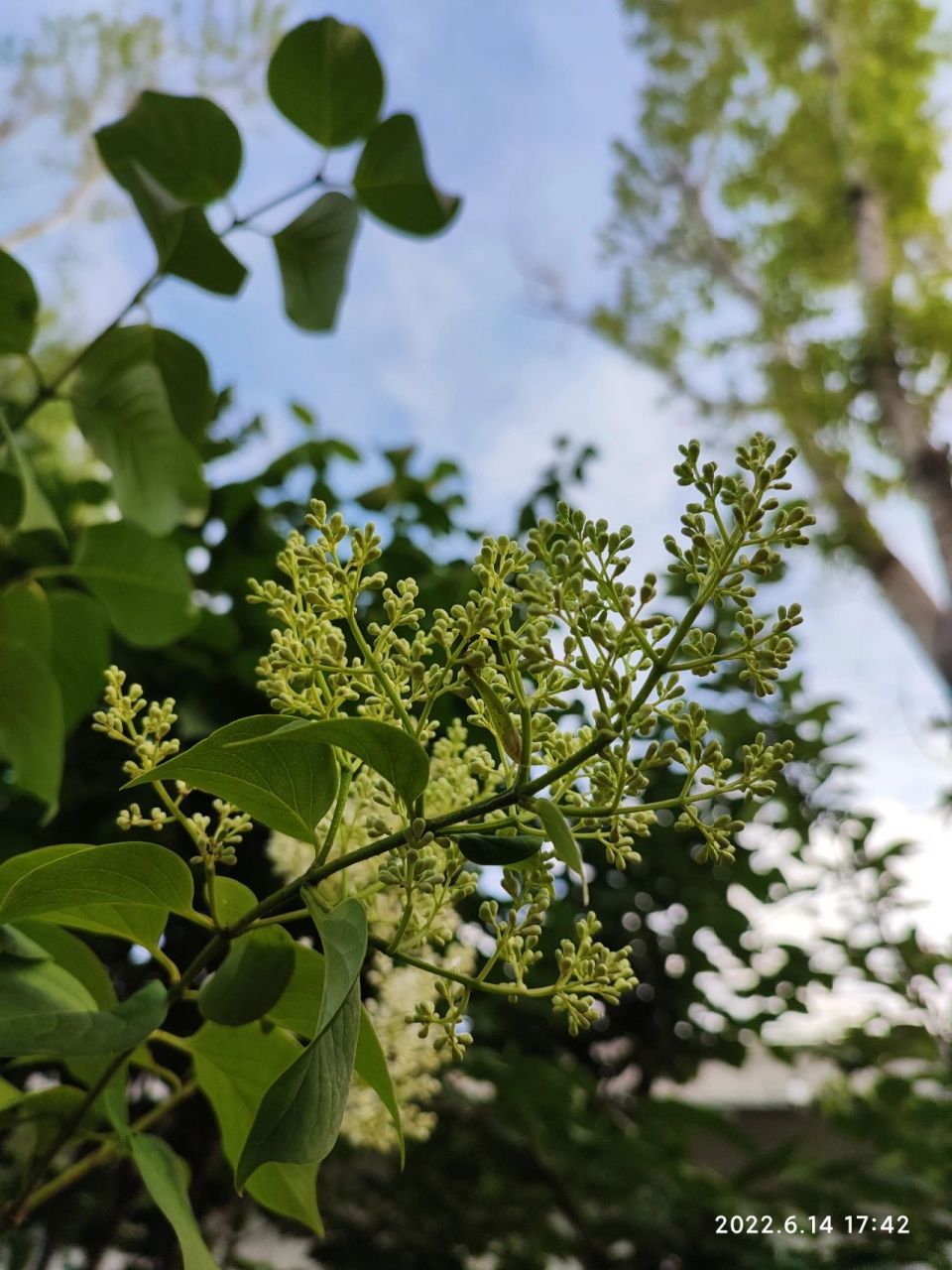 药用丁香树图片