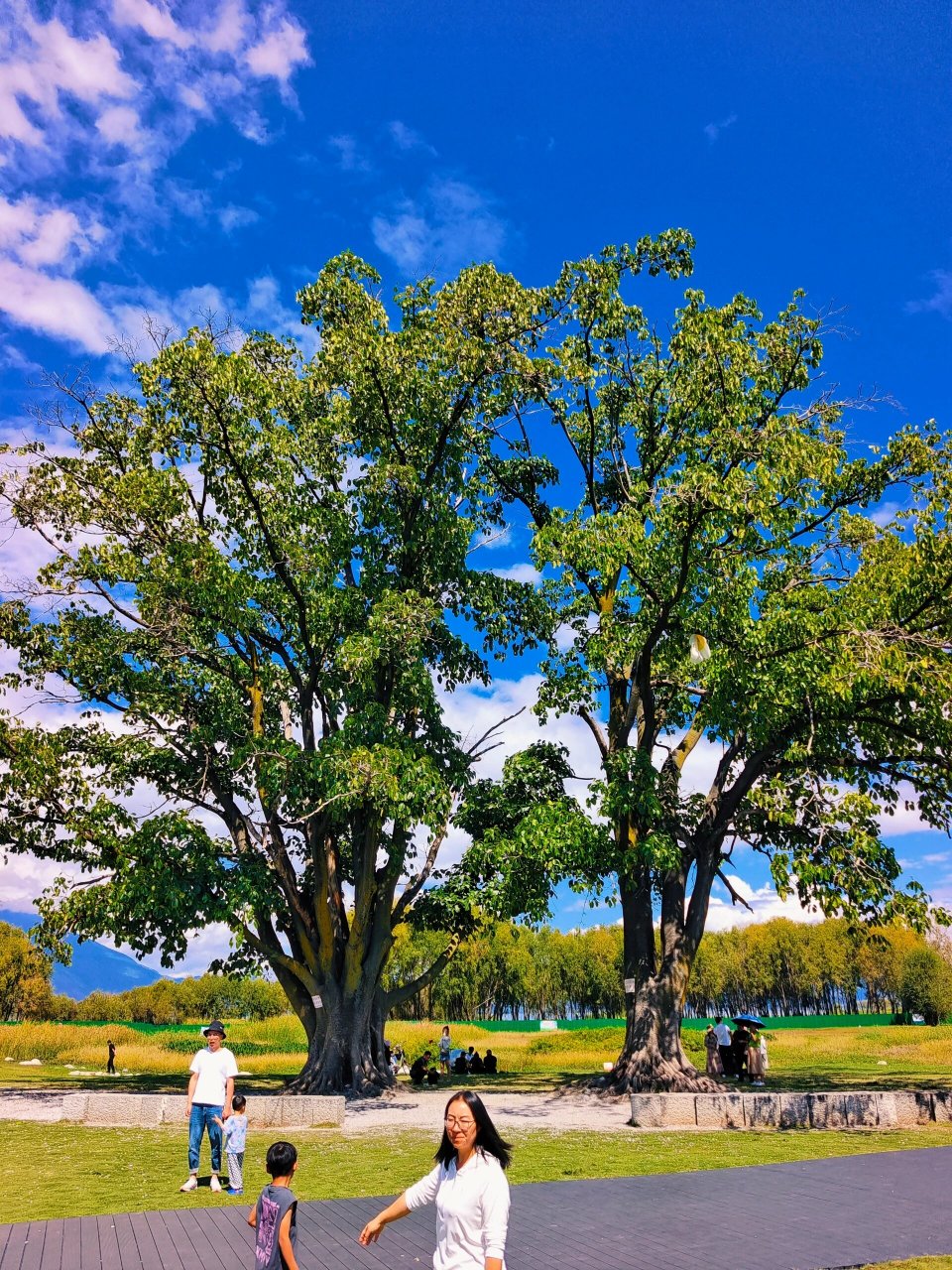 去喜洲古镇的时候,不要错过去海舌公园夫妻树噢,刘亦菲姐姐取过景点