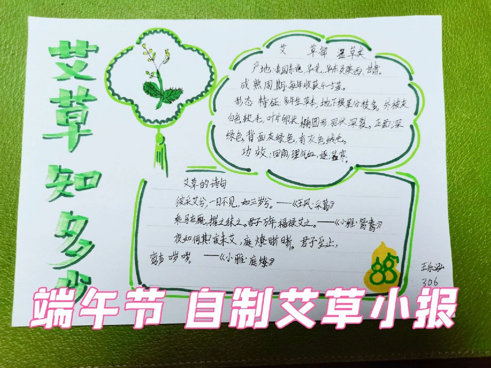 端午节 自制艾草小报～乐泓学习分享 端午节到了,学校布置了艾草主题