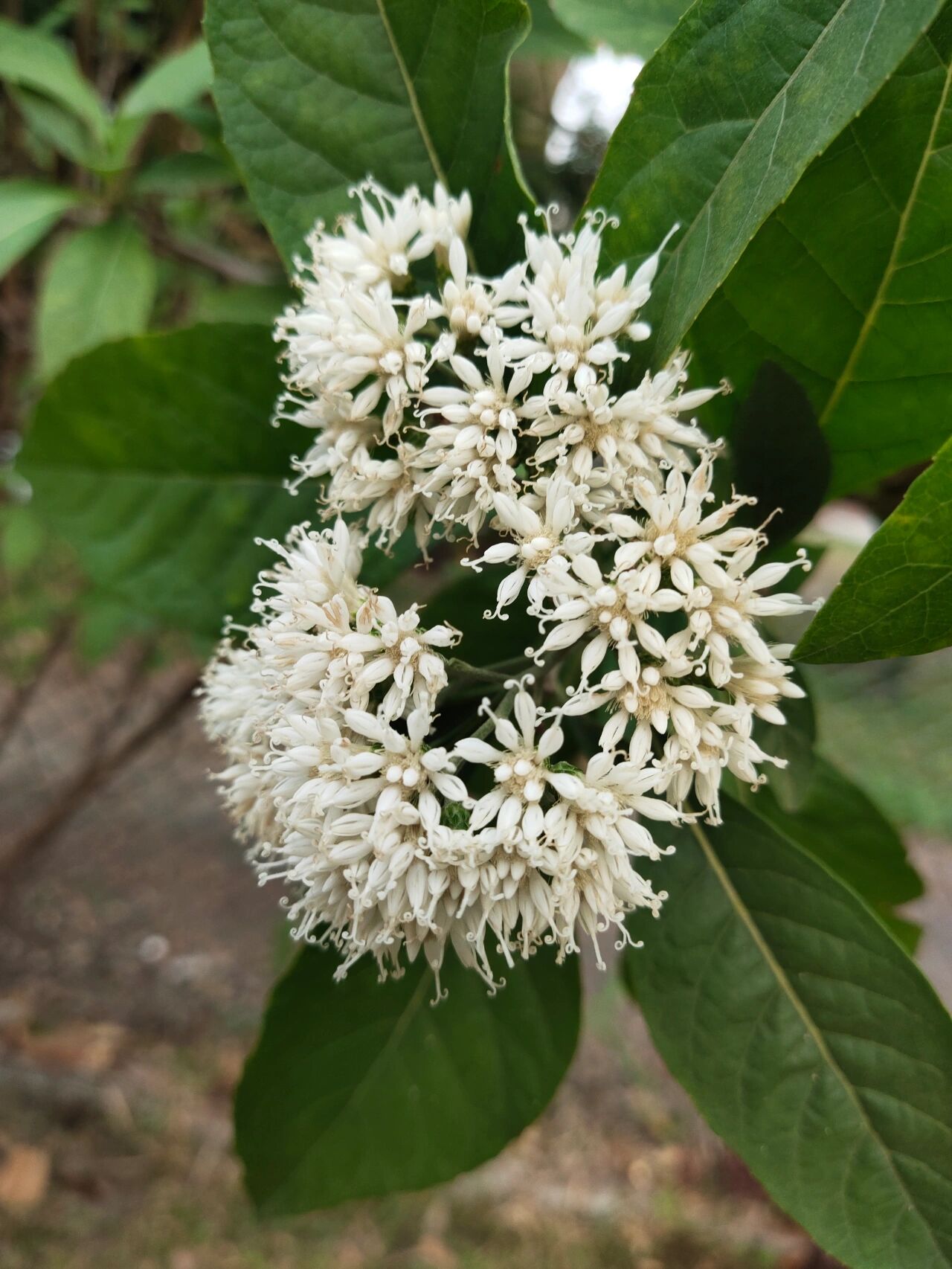 扁桃斑鸠菊,又叫南非叶,听说很有用