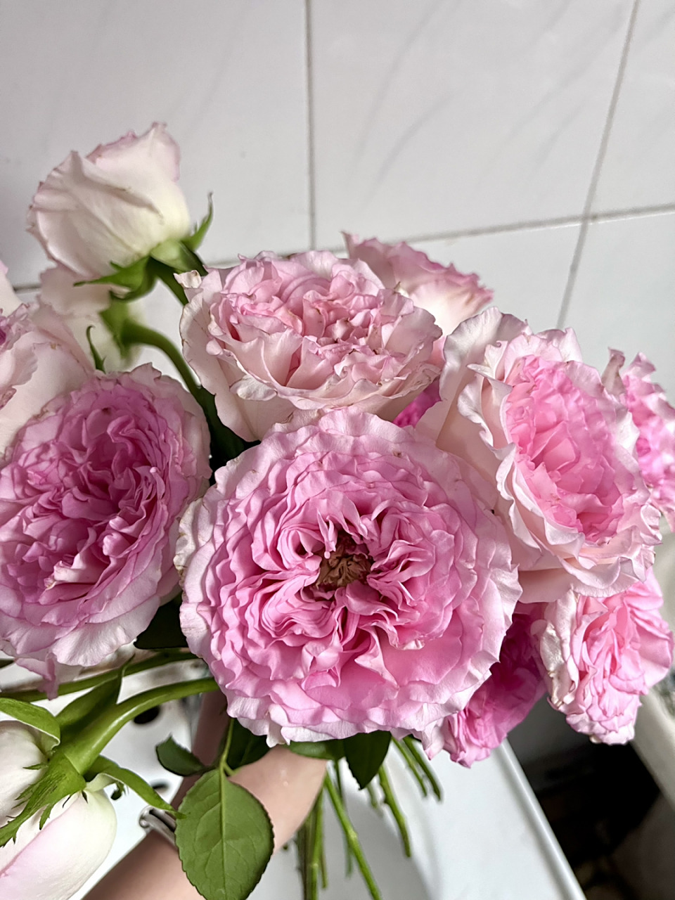 洛神玫瑰开炸啦 #玫瑰