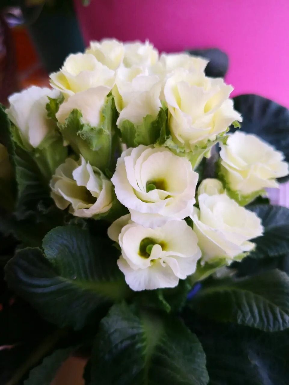 香气四溢的玫瑰报春花的养植和注意事项 养殖玫瑰报春花最好用松软