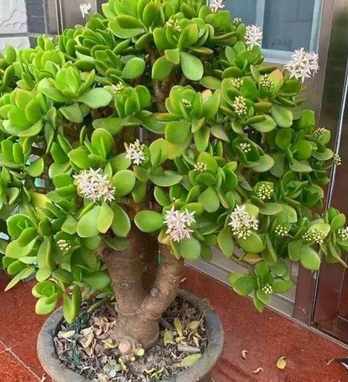 玉树施肥应以有机肥料为主,如腐熟的堆肥,腐殖质等.