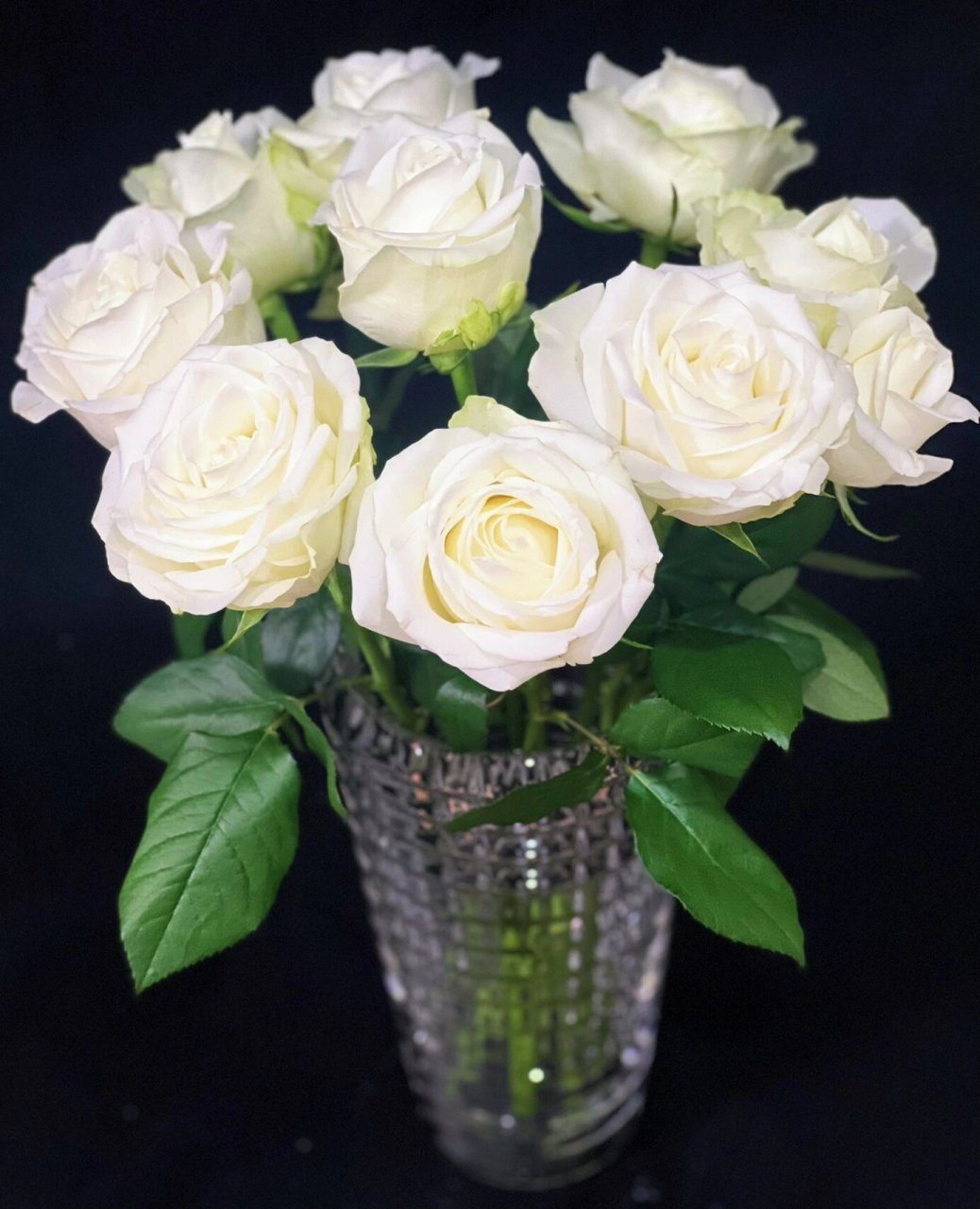 白雪山玫瑰 方德嘉荷的白雪山玫瑰,是我买的白雪山中最喜欢的,非常