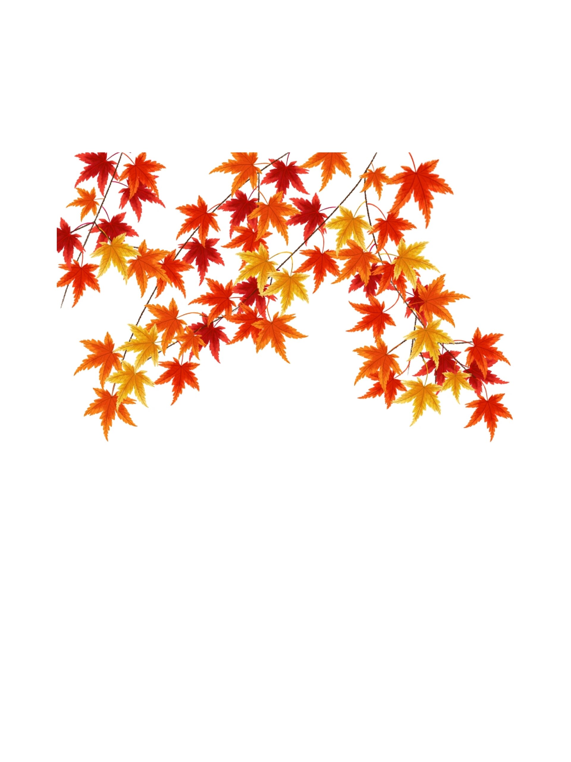 红枫免抠‖秋日枫叶手绘插画免抠素材② 🍁🍁🍁🍁 秋天最具