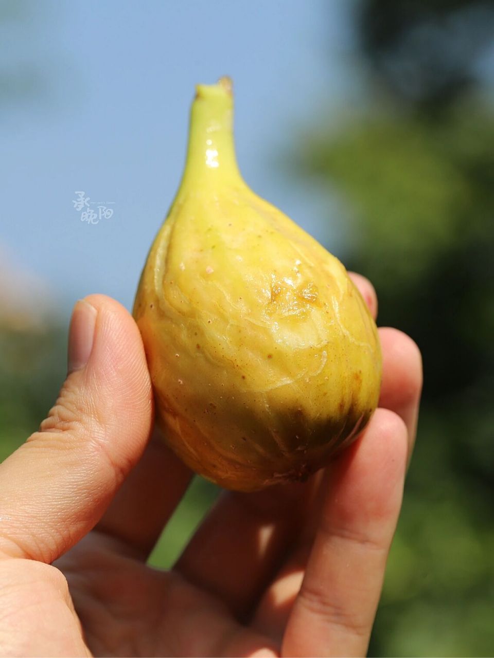 高甜丰产无花果品种推荐——芭劳奈 品种名:芭劳奈 种类:夏秋果兼用