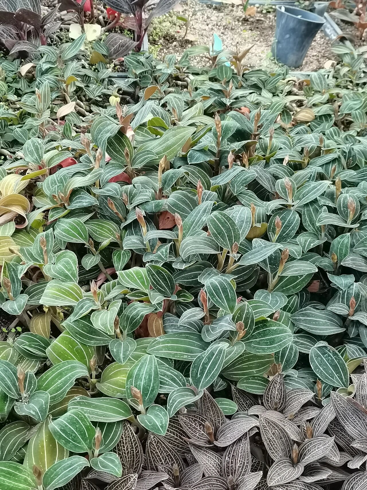 血叶兰品种生图