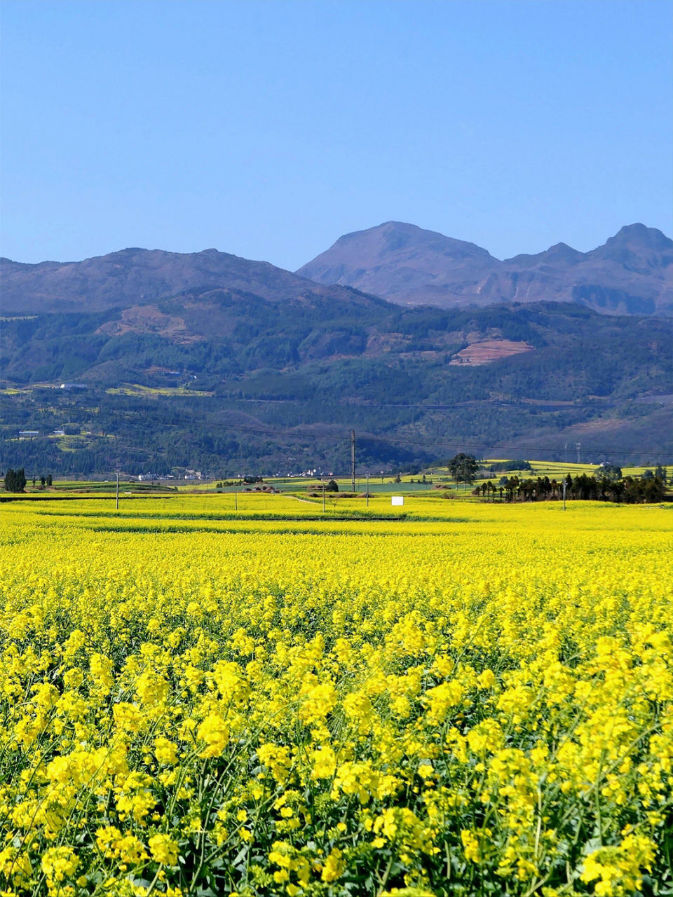 😌  💛 油菜花虽然没有玫瑰的娇艳,也没有牡丹的富贵,但它却有着