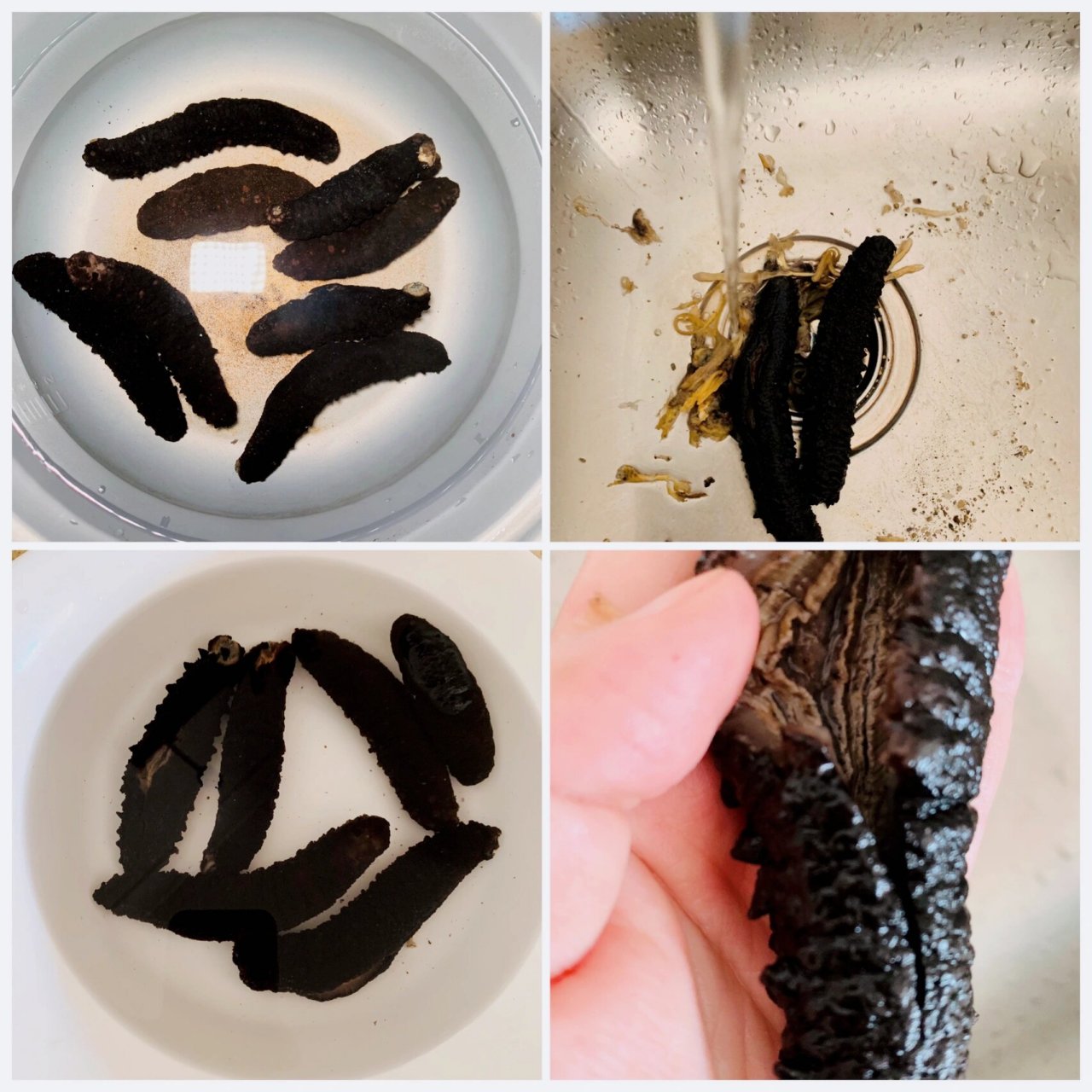 简单的泡澳洲海参方法 我这里用的是澳洲的黑刺海参.