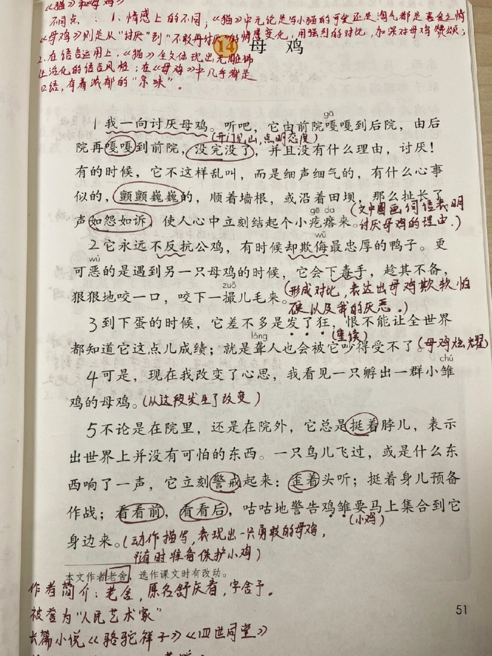 母鸡课文原文老舍图片