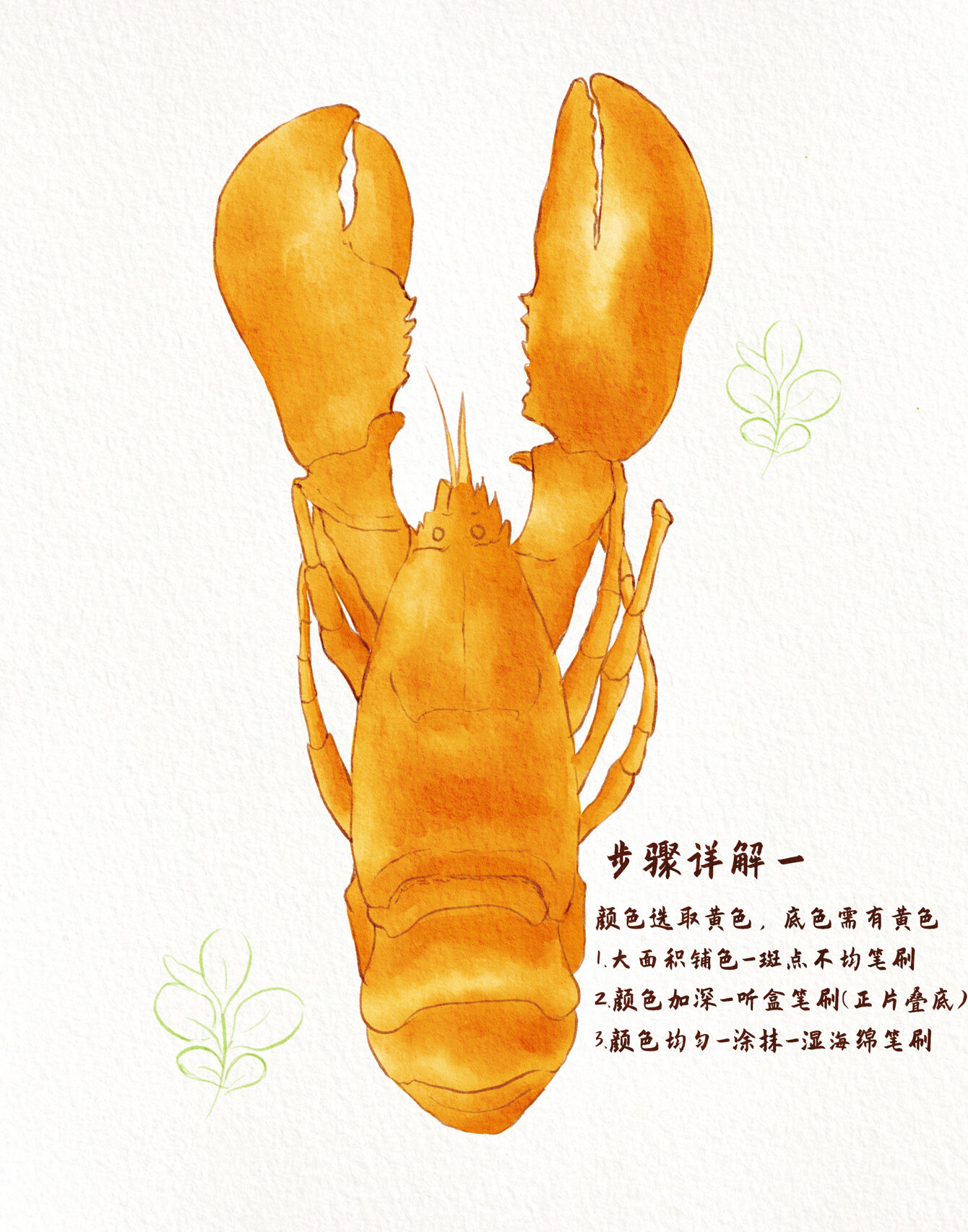 水彩插画procreate-波士顿大龙虾步骤详解 素材来自 水彩课,很棒的