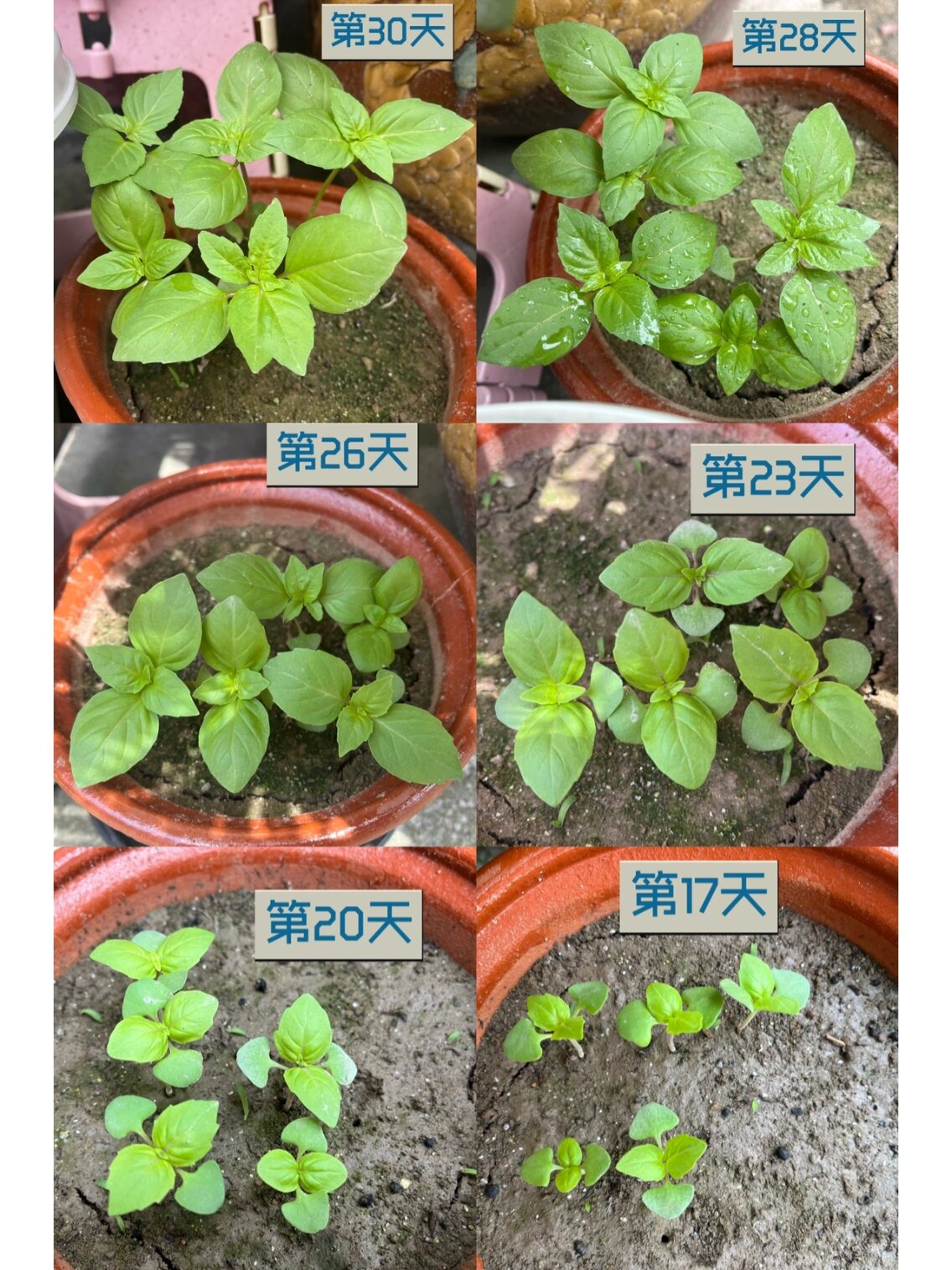 罗勒成长日记|罗勒种植(业余选手) 这里有台湾九层塔和大叶罗勒种子