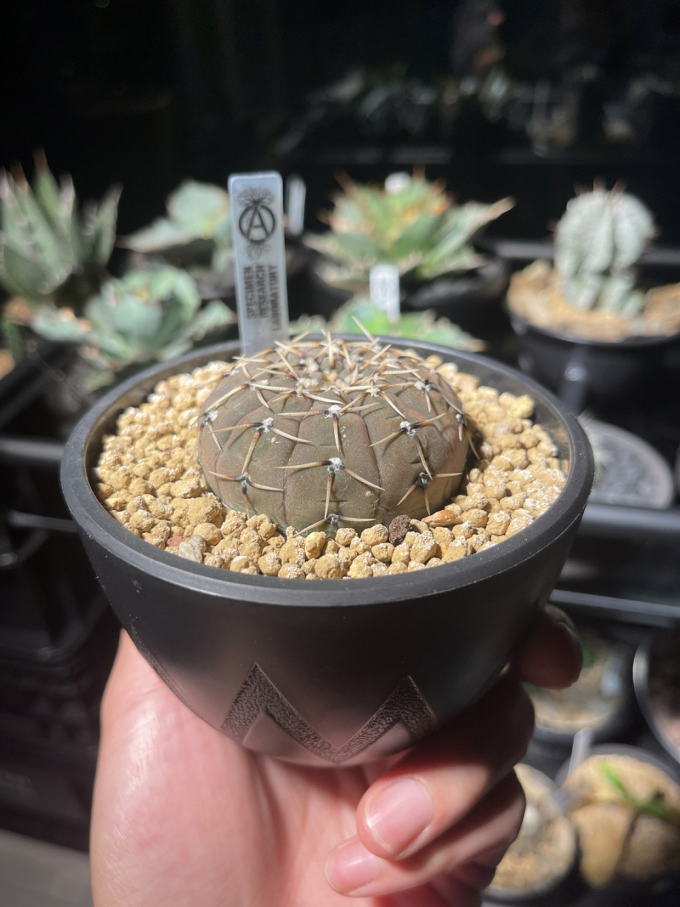 怪龙丸gymnocalycium bodenbenderianum 22/10/21 6cm 	 都说裸萼球属