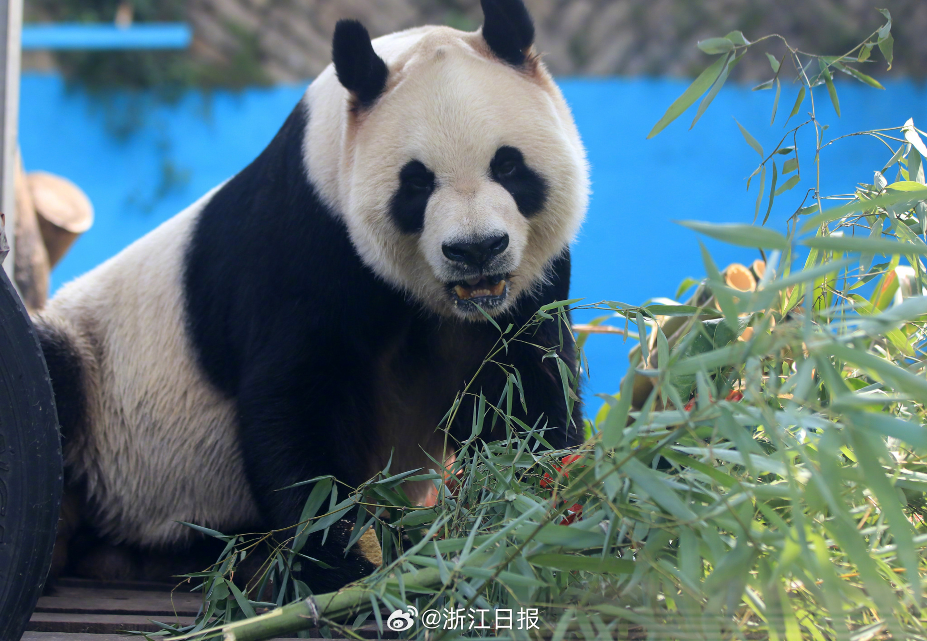 【今天是大熊猫欢欢的生日】8月14日,大熊猫"欢欢"迎来17岁生日,浙江
