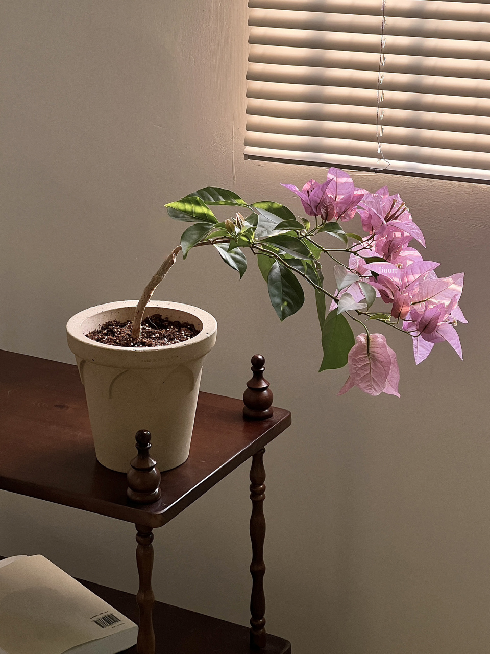 如果半日晒或者封闭阳台出来花色能更更好看.