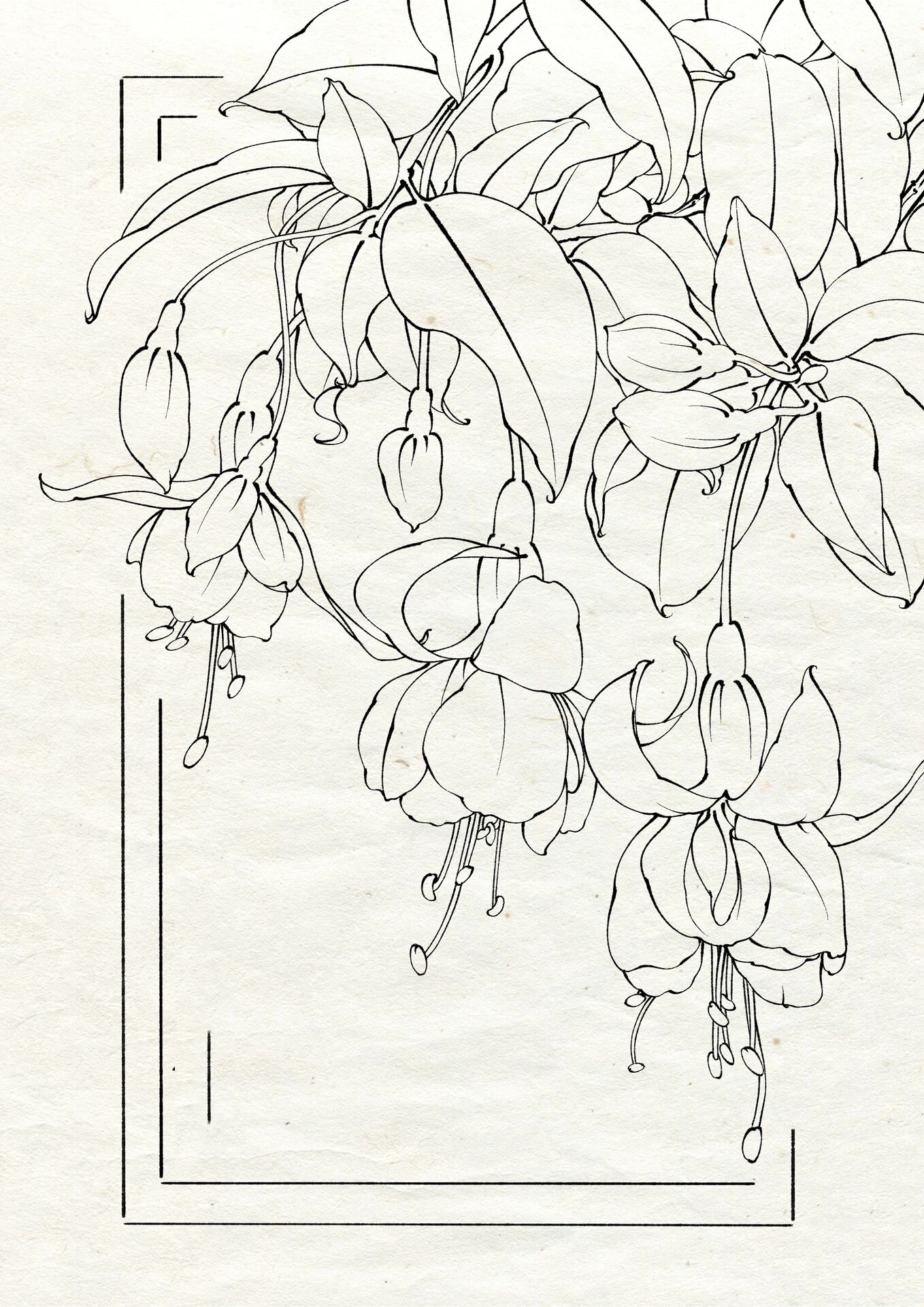 白描工笔画线稿(100/30) 倒挂金钟!下一张画啥?