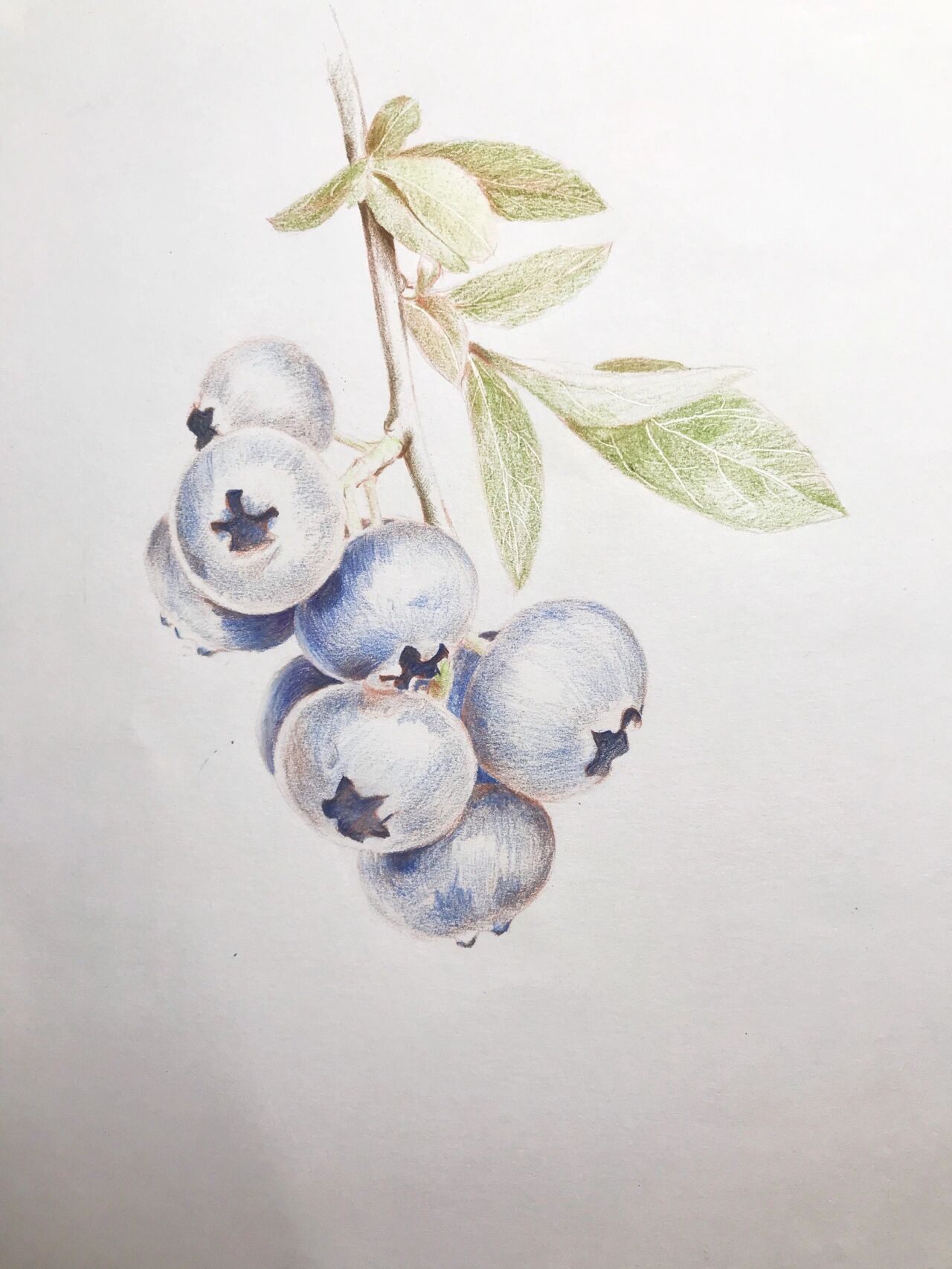 零基础彩铅画蓝莓