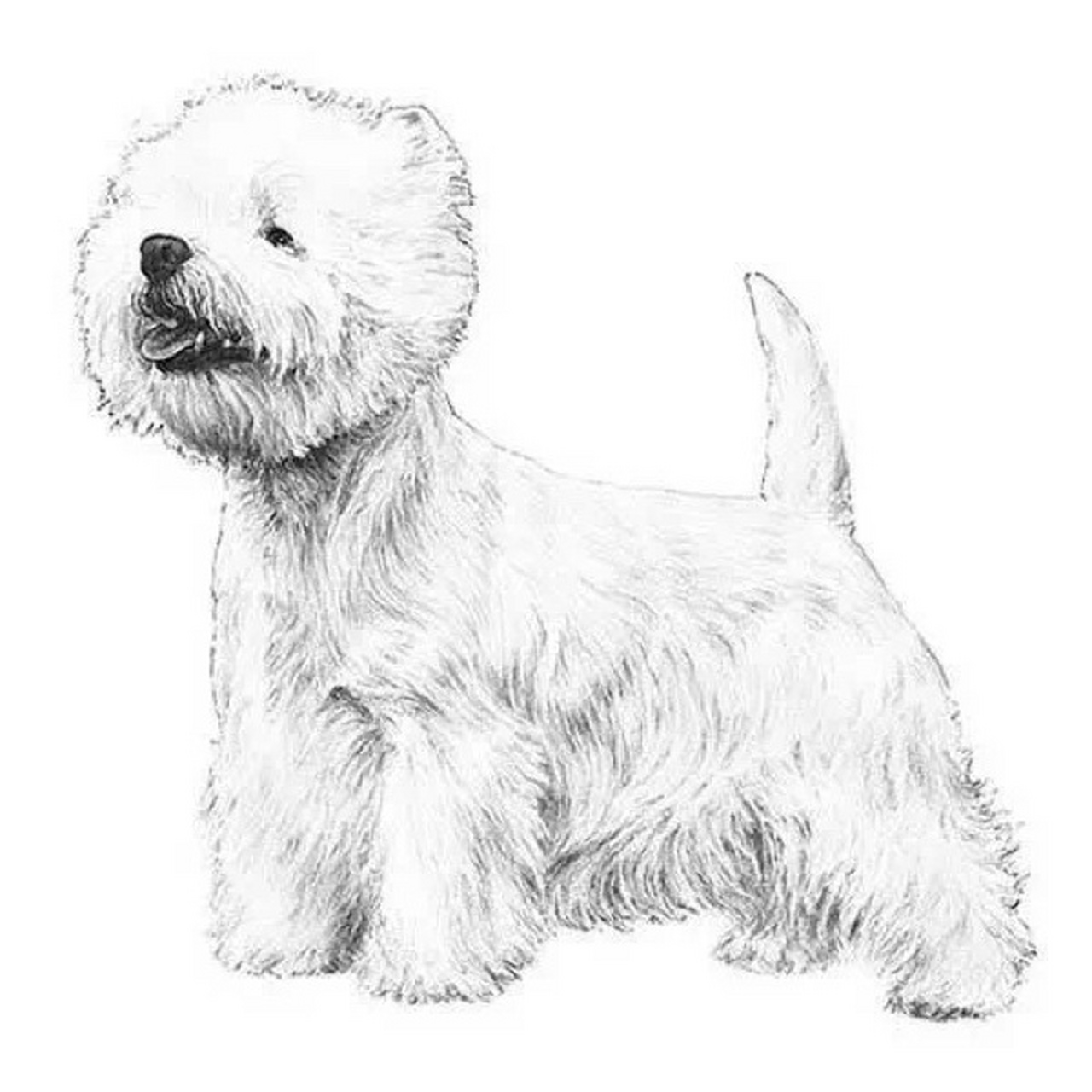 普及一下 西高地白梗犬 犬种标准 西部高地白梗是一种体型娇小,外表