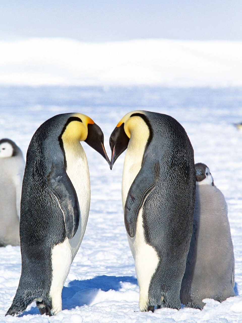 16615帝企鹅也称皇帝企鹅,成年帝企