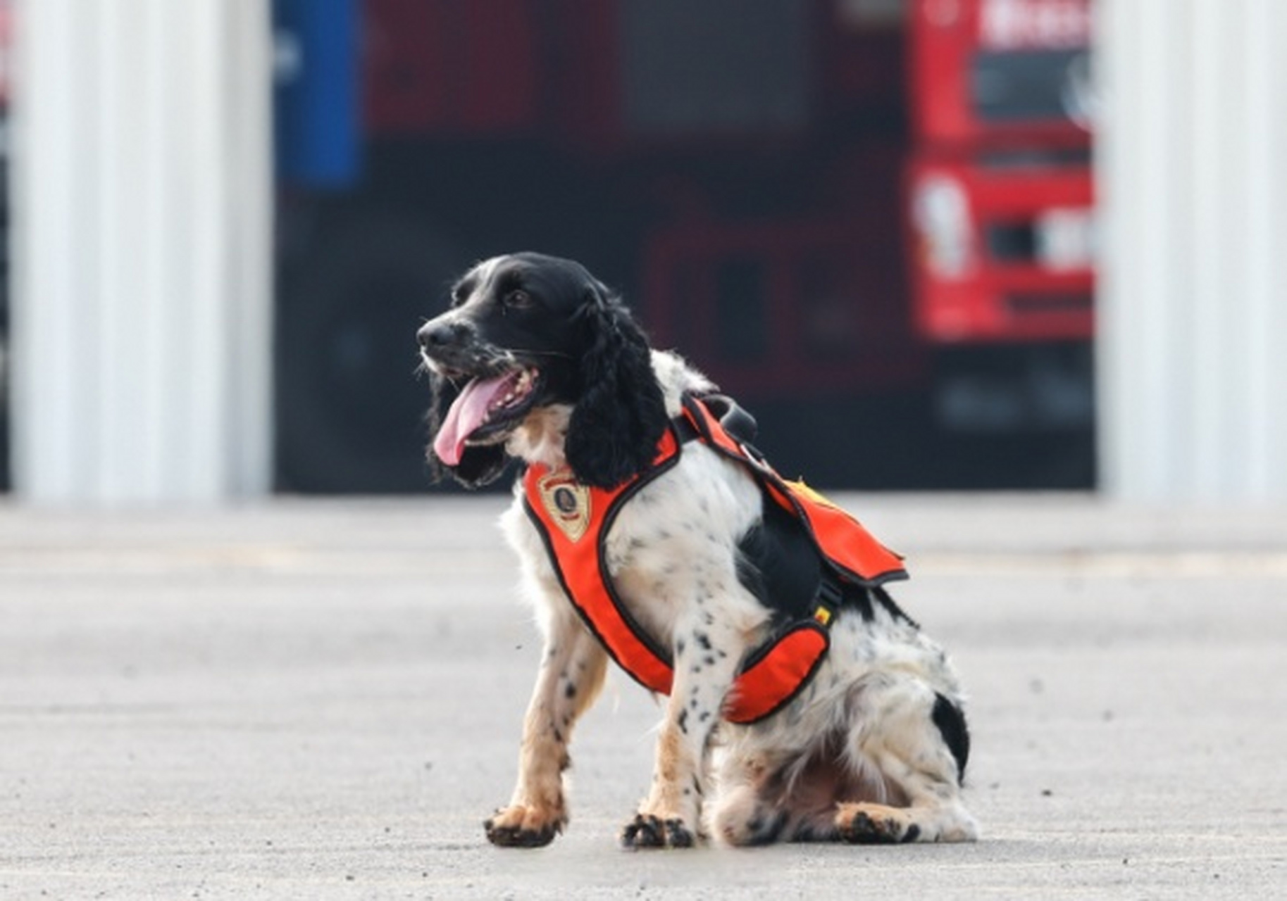 "长沙支队训导员周振鹏一声令下,面对20个封闭的大铁箱,搜救犬"豹子"