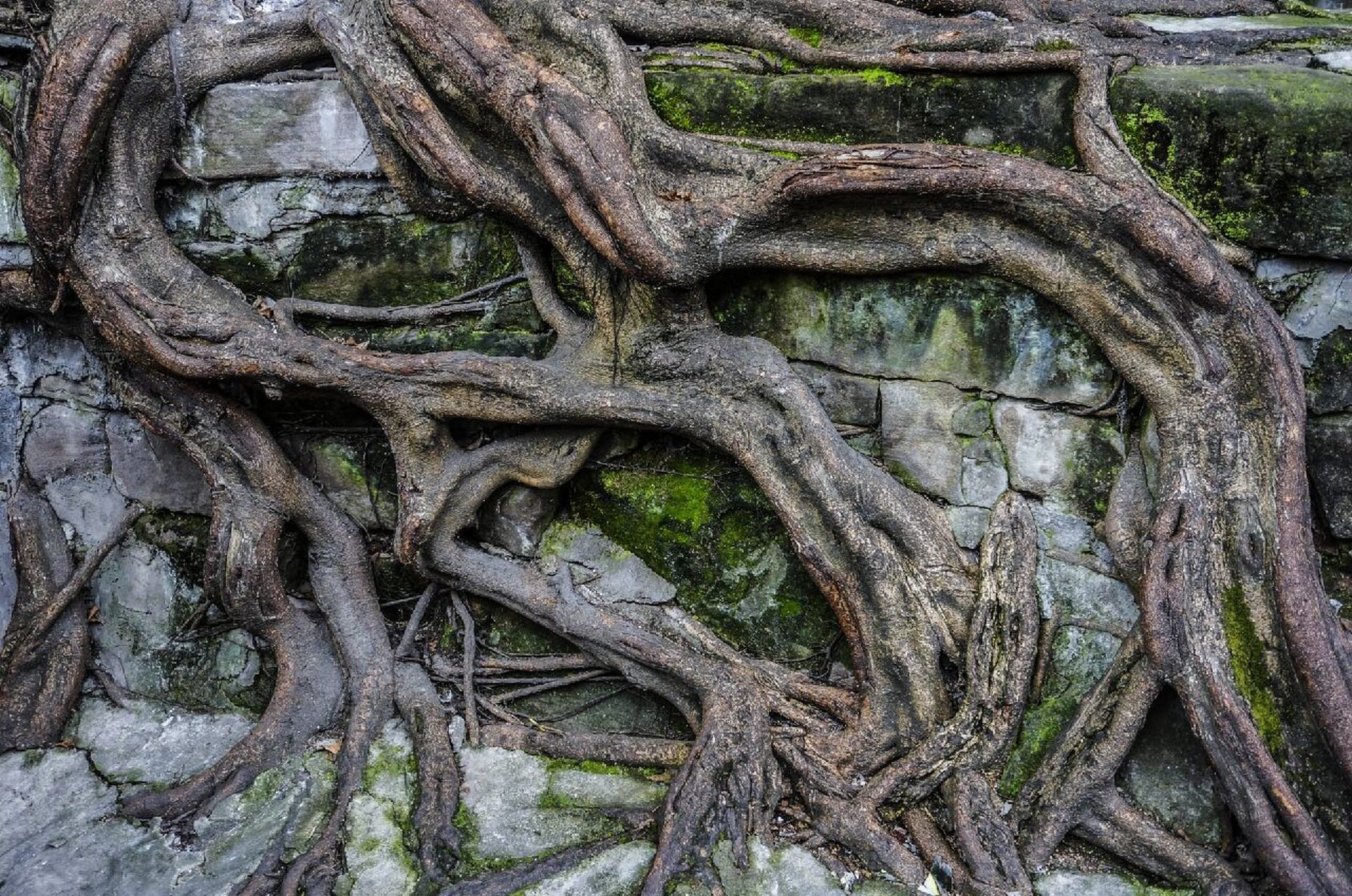 我最爱的黄葛树 重庆市树