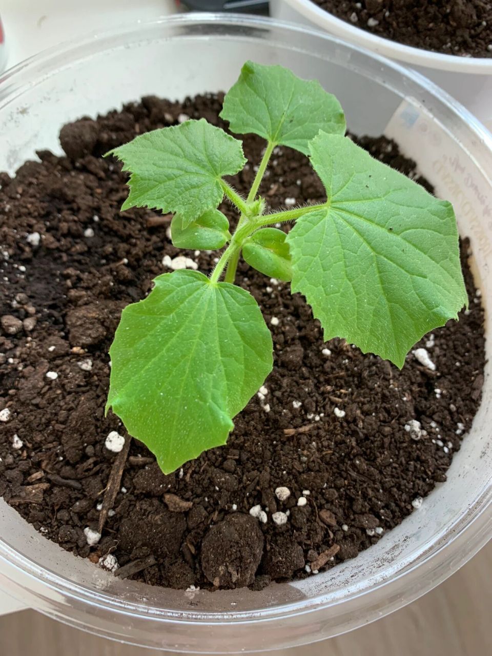 另一株更惨,施肥之后叶子边缘发黄,还有些蔫吧,我觉得我吃不到黄瓜了.