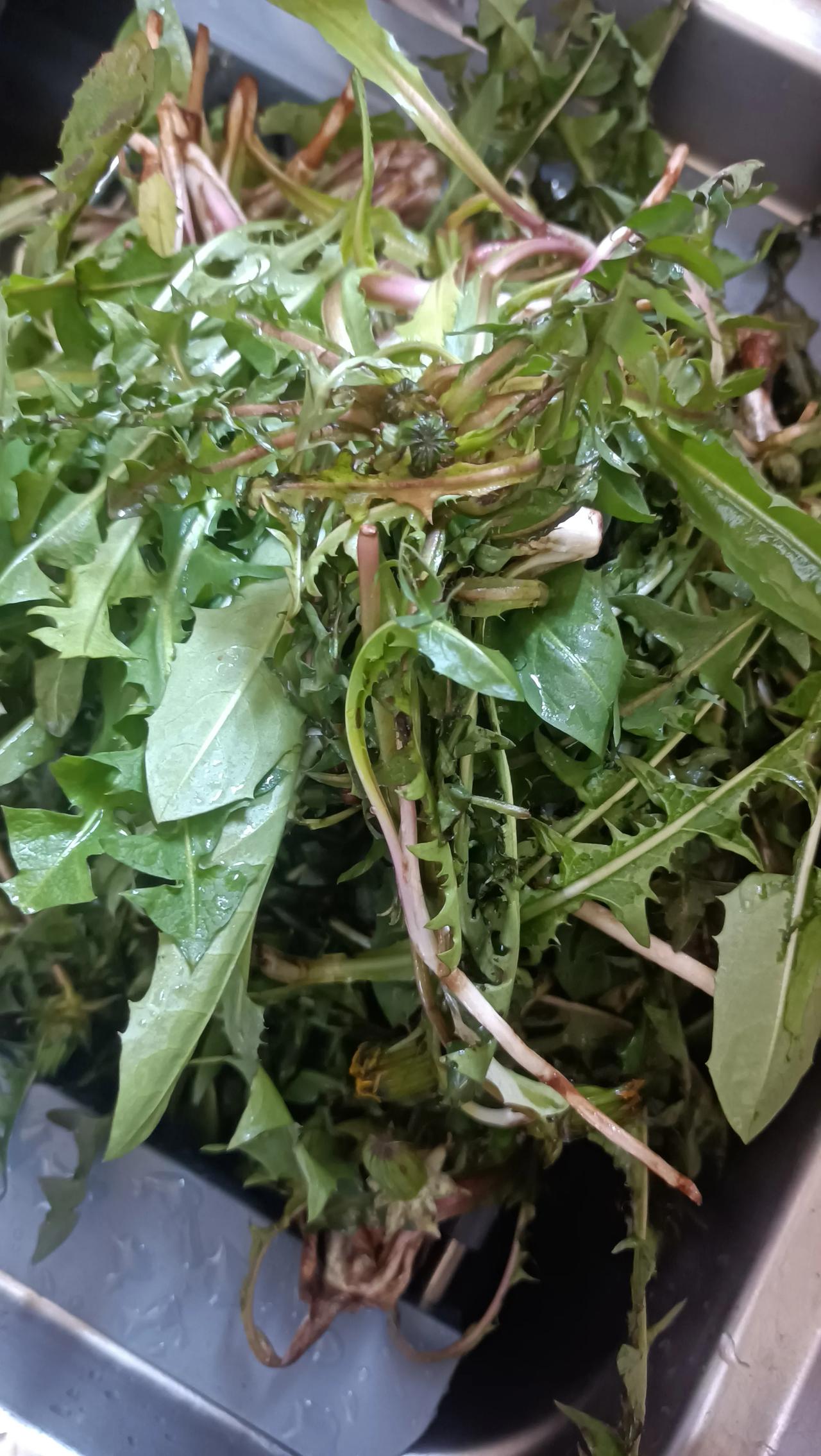 媳妇看老家一老乡摘蒲公英花朵说要泡水喝心血来潮也挖了不少蒲公英