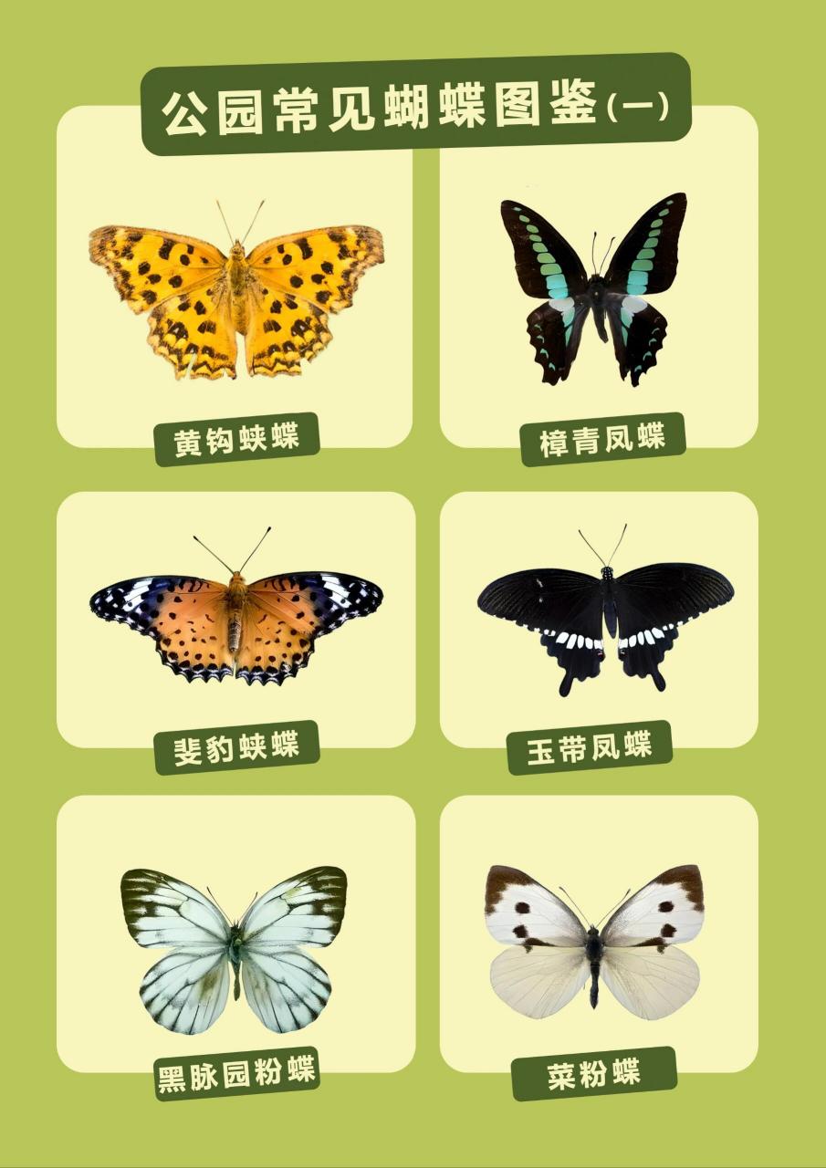 公园常见蝴蝶图鉴(一) 黄钩蛱蝶,樟青凤蝶,斐豹蛱蝶,玉带凤蝶,黑脉园